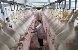 TP Hồ Chí Minh sẽ ứng dụng niêm phong công nghệ cao cho truy xuất nguồn gốc thịt lợn